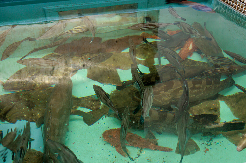 活魚の鮮度保持が可能な大型水槽
